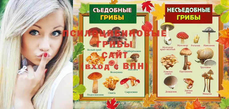 Галлюциногенные грибы Psilocybe  Новоуральск 