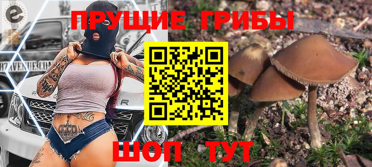 Псилоцибиновые грибы Psilocybe Новоуральск