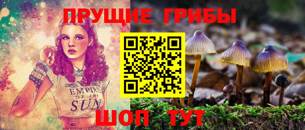 Псилоцибиновые грибы Psilocybine cubensis  Новоуральск 